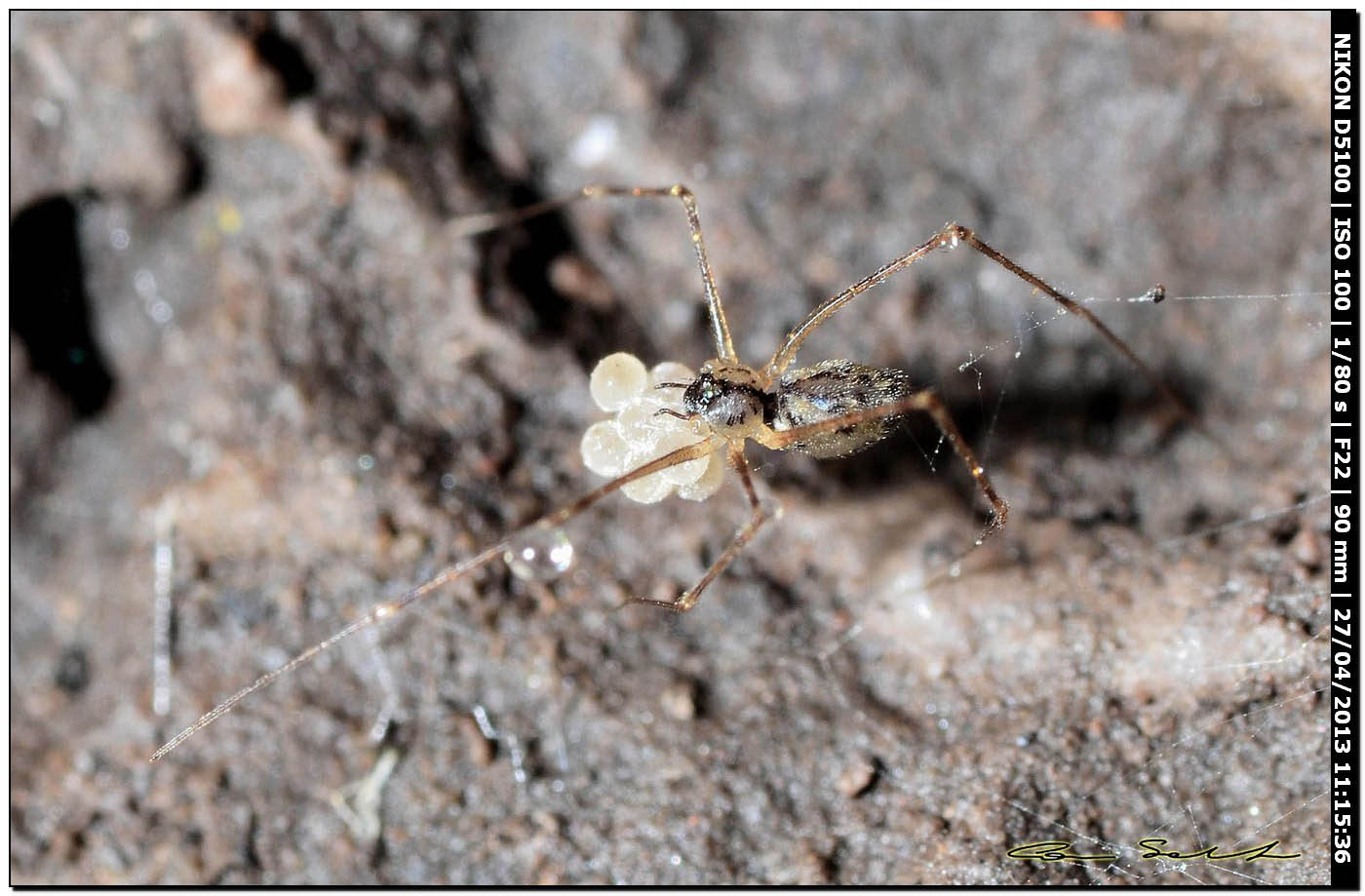 Pholcidae con le uova: Spermophorides sp. - Bosa (OR)
